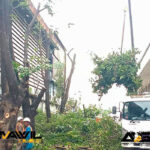 งานขนย้าย-ตัดกิ่งต้นไม้-โรงงานฟาร์มเฮ้าส์ พระยาสุเรนท์ แขวงบางชัน